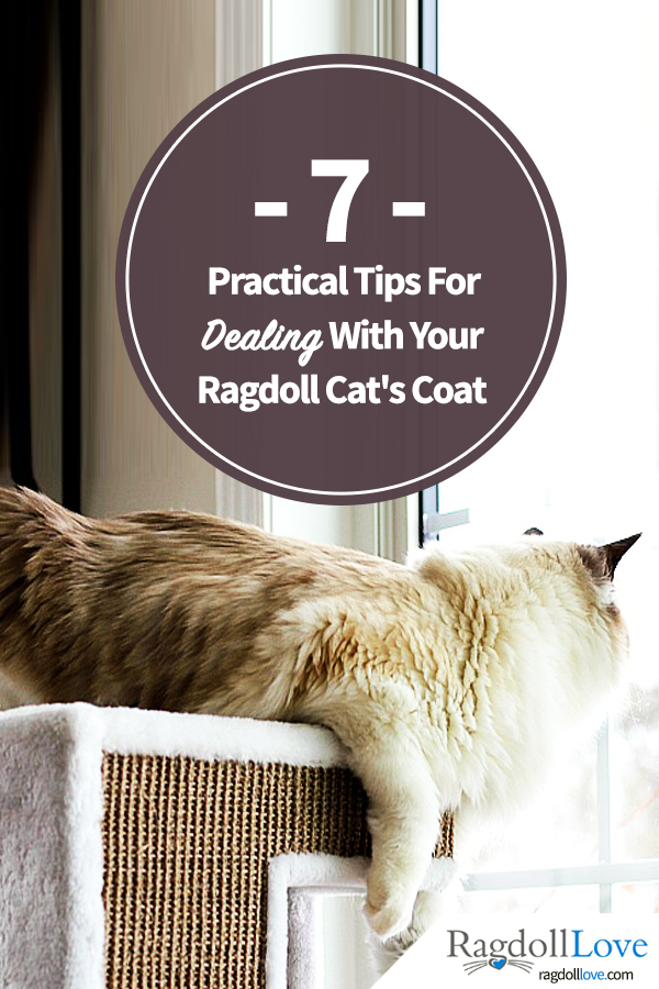 A Seal Bicolour Ragdoll Cat Lying on a Box, Looking out a window