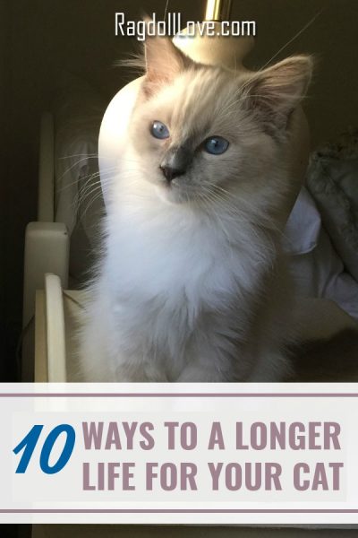 YOUNG KITTEN SITTING ON A BED, WHITE AND GRAY WITH BLUE EYES