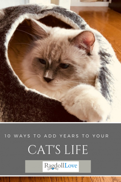 10 Ways To Add Precious Years To Your Cat S Life Span