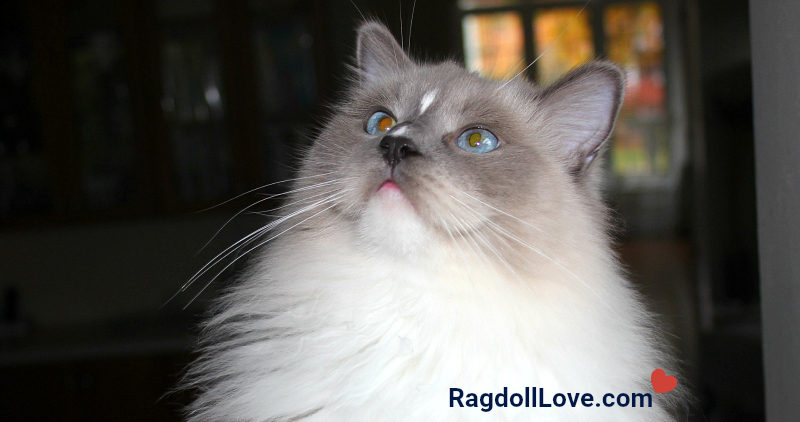 Blue Mitted Ragdoll Cat Looking Up