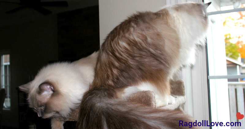 Two Ragdoll Cats