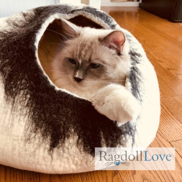 BLUE MITTED RAGDOLL KITTEN IN WOOL COCCOON