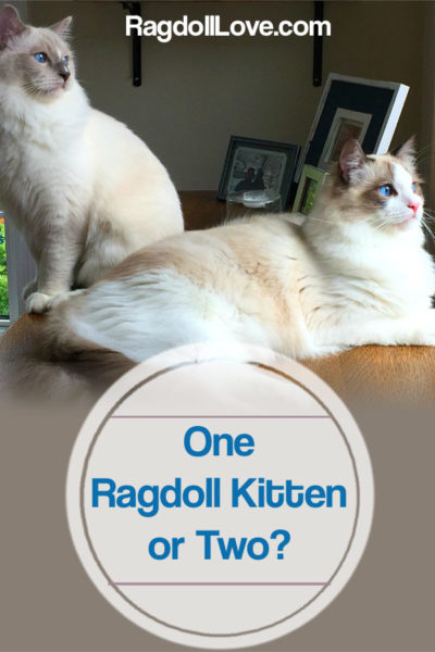 2 RAGDOLL KITTENS SITTING ON A TABLE - ONE RAGDOLL KITTEN OR TWO