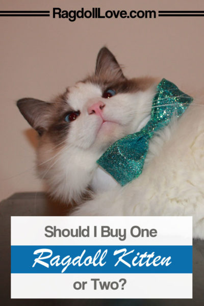 SEAL BICOLOUR RAGDOLL CAT SMILING WITH BLUE BOW TIE 