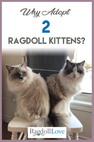 adopt a ragdoll cat