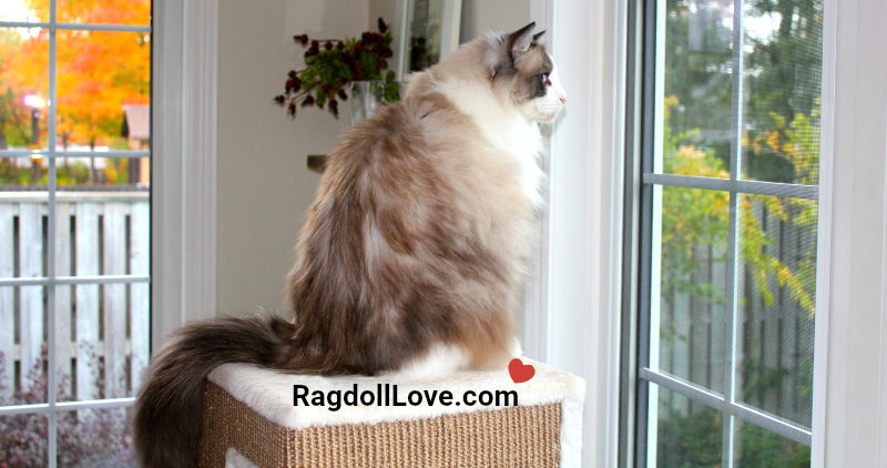 Seal Bicolour Ragdoll looking out a window