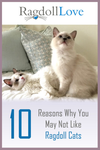 2 Ragdoll kittens on a bed looking at the camera