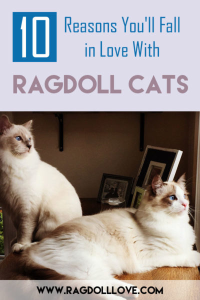 2 Ragdoll Kittens looking out a window, 1 sitting and 1 lying down