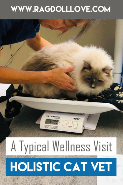 Cat being weighed by a holistic cat care vet