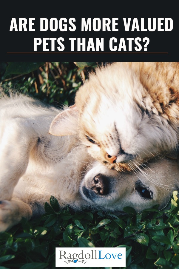 dogs are better pets than cats