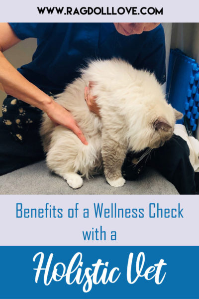 Ragdoll cat being examined by holistic vet