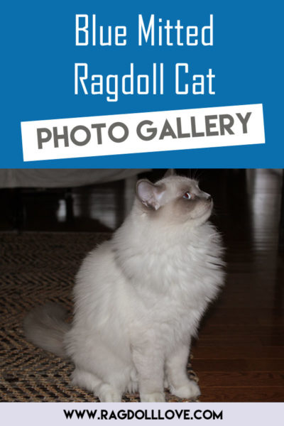 Blue Mitted Ragdoll Cat Looking away