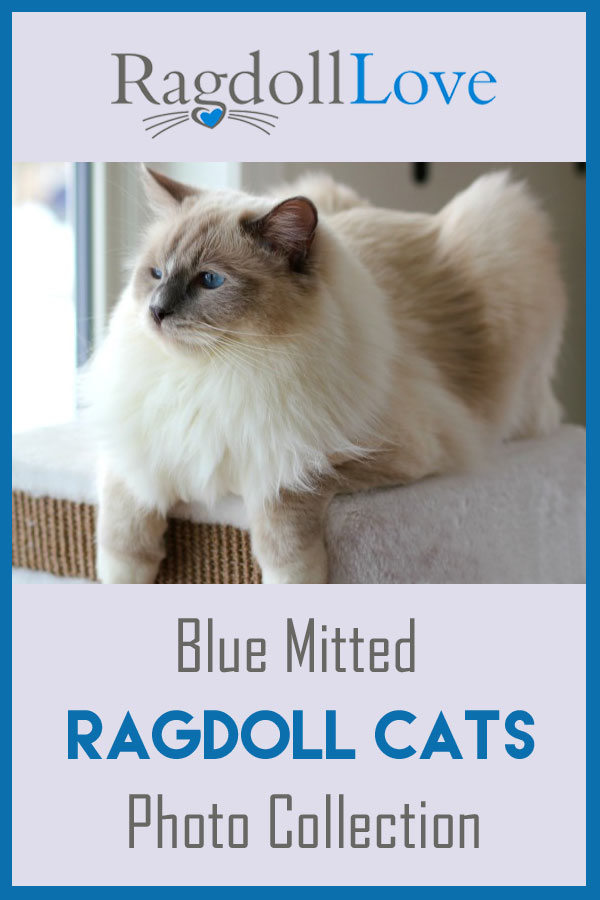 Solid blue 2024 mitted ragdoll