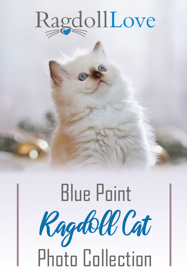 Blue Point Ragdoll Kitten 