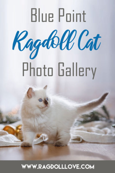 Blue Point Ragdoll Kitten 