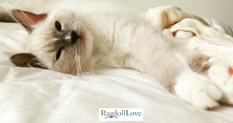 Blue mitted Ragdoll kitten with hourglass blaze lying down