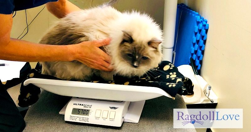 Blue Mitted Ragdoll Cat on Weigh Scale