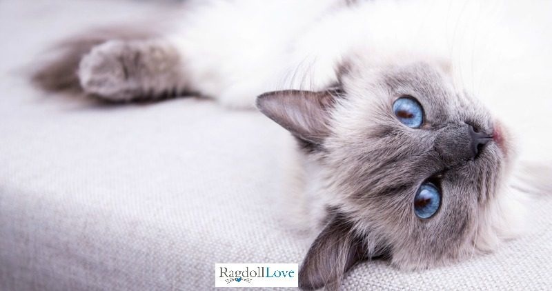 The Blue Point Ragdoll Cat Photo Gallery