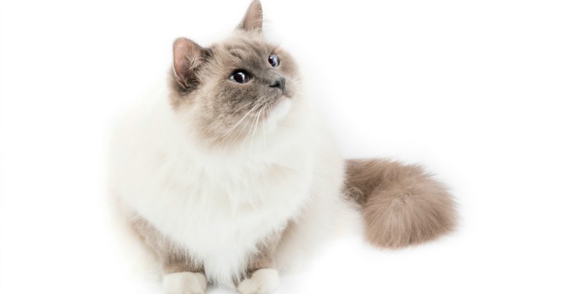 Blue Point Ragdoll Cat looking handsome 