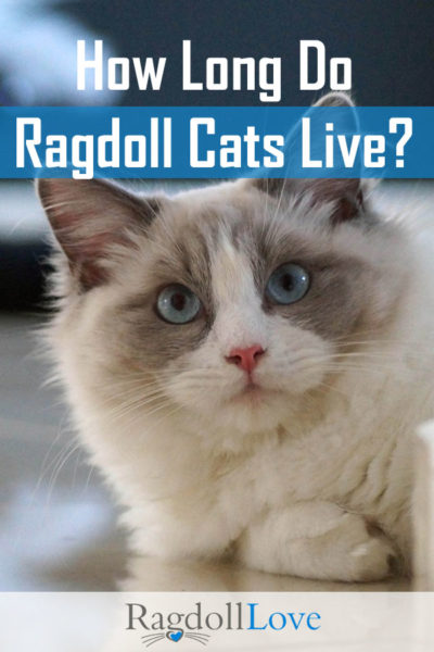 average ragdoll cat lifespan