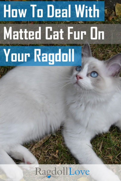 Tips and Hacks For Dealing With Matted Cat Fur on Your Ragdoll