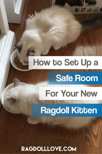 2 RAGDOLL KITTENS EATING FROM BOWLS - HOW TO SET UP A SAFE ROOM FOR YOUR NEW RAGDOLL KITTEN