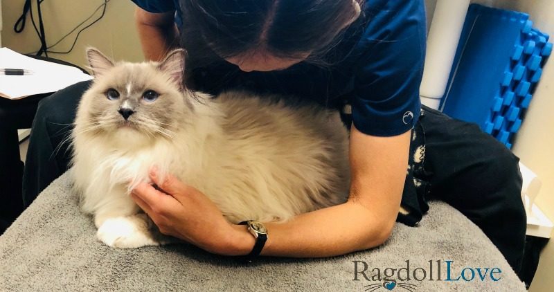 Holistic Vet and Blue Mitted Ragdoll Cat