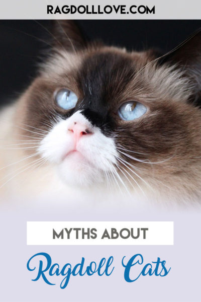 Ragdoll Cat Facts - 12 Things You Probably Didn't Know About Ragdolls