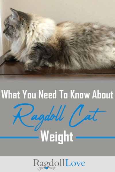 Large purebred Ragdoll Cat profile