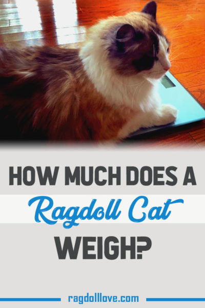 HOW MUCH DOES A RAGDOLL CAT WEIGH - SEAL BICOLOUR RAGDOLL CAT ON WEIGH SCALE