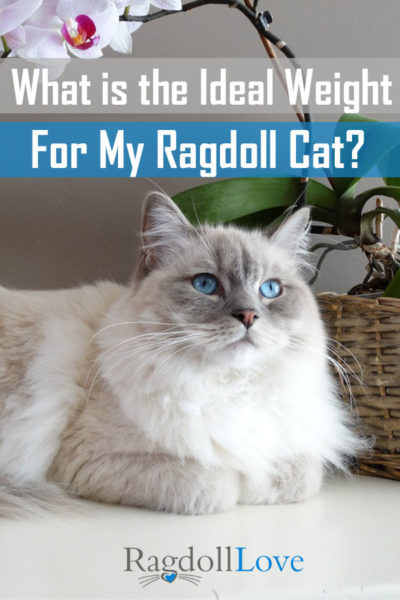 WHAT IS THE IDEAL WEIGHT FOR MY RAGDOLL CAT - BLUE LYNX RAGDOLL CAT LYING DOWN