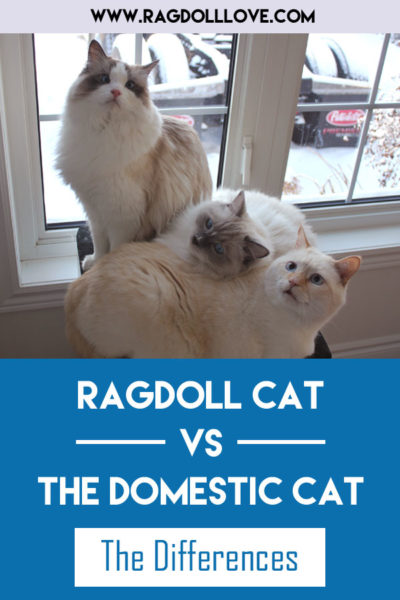 5 Ways the Ragdoll Cat and the Domestic Cat Are Different