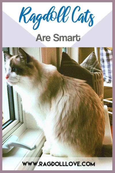 10 Ragdoll Cat Behaviours Raggie Parents Can Expect