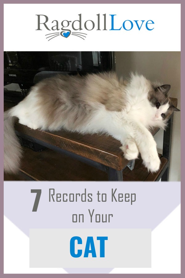 RAGDOLL CAT LYING ON A TABLE