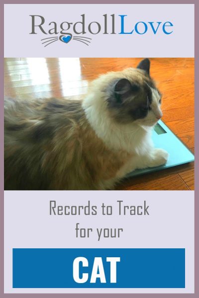 CAT LYING DOWN ON THE FLOOR BY A WEIGH SCALE