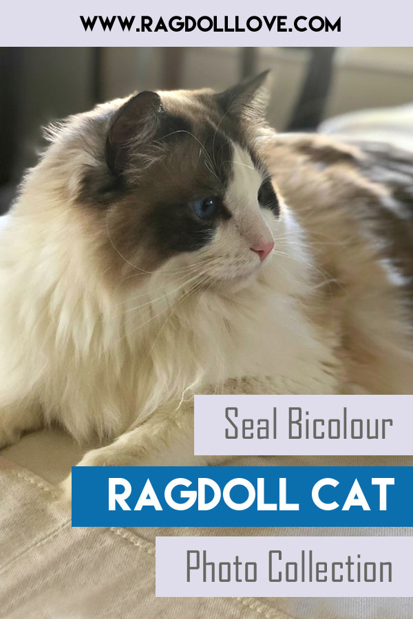 seal point ragdoll cat