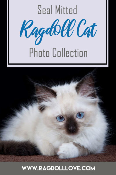 Tiny seal mitted Ragdoll kitten lying down