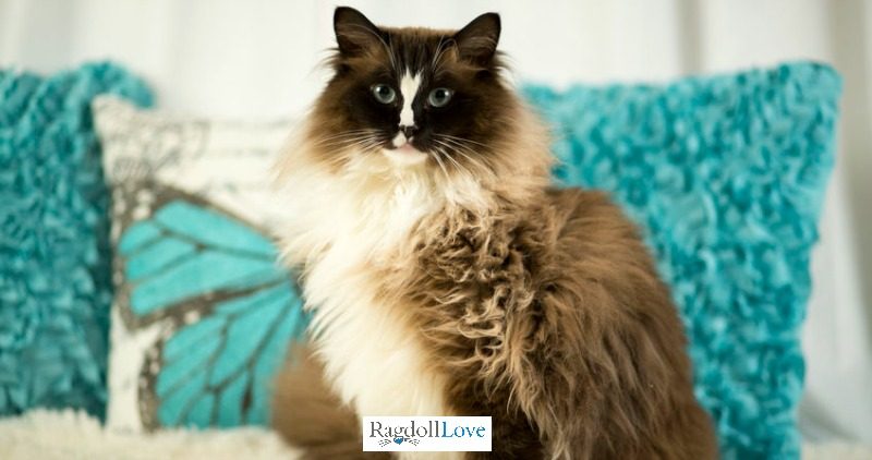 Seal Mitted Ragdoll Cat with HourGlass Blaze