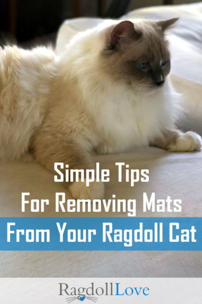 Tips And Hacks For Dealing With Matted Cat Fur On Your Ragdoll