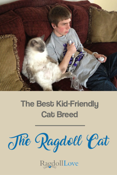 Ragdoll  Cat's Best