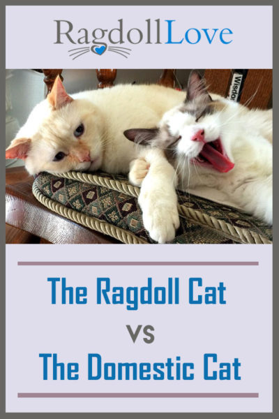 Five Surprising Ways the Ragdoll Cat and the Domestic Cat Differ