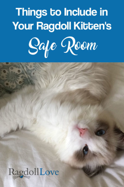 SWEET SEAL BICOLOUR RAGDOLL KITTEN LYING DOWN - THINGS TO INCLUDE IN YOUR RAGDOLL KITTENS SAFE ROOM