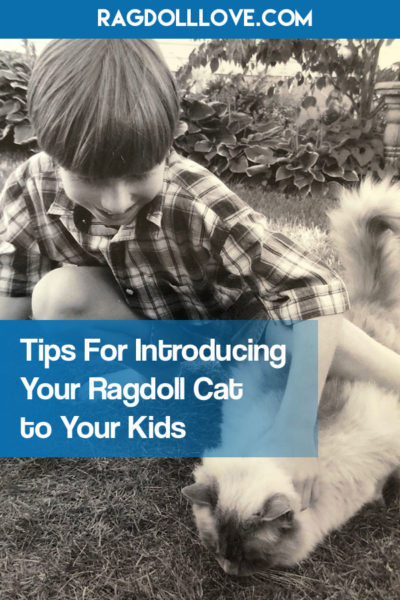 Young boy patting Ragdoll cat on the grass