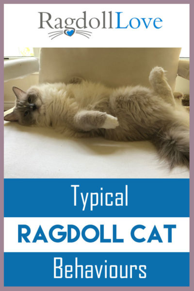 Get to know typical Ragdoll kitten personality traits!