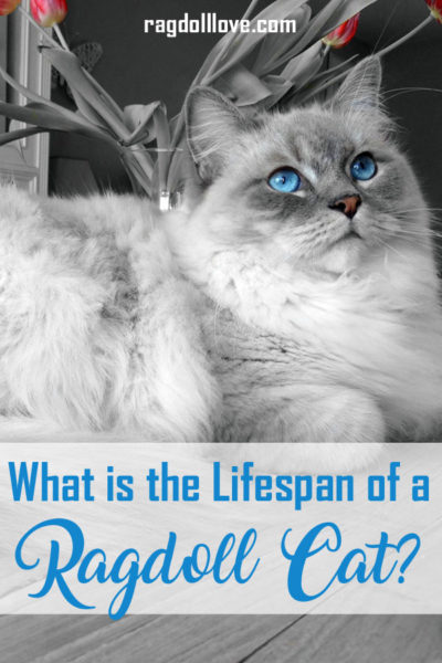 How Long Do Ragdoll Cats Live,What Is Viscose Rayon