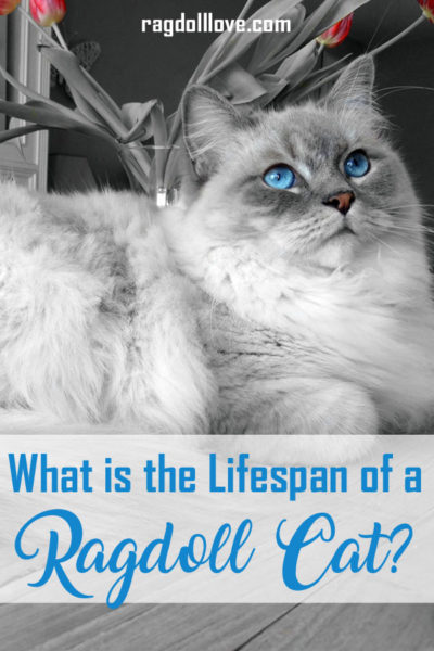 average ragdoll cat lifespan