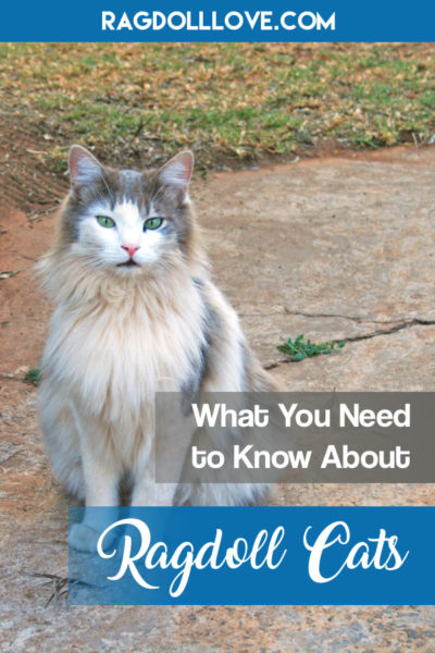 WHAT YOU NEED TO KNOW ABOUT RAGDOLL CATS