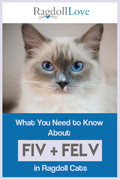 BLUE MITTED RAGDOLL KITTEN WITH LOVELY BLUE EYES