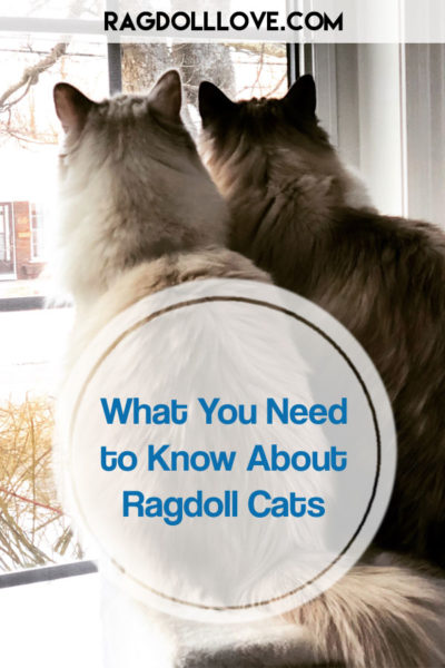 10 Things to Know Before Getting a Ragdoll Cat – The Cat Butler