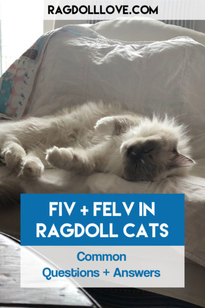 Sweet Ragdoll Kitten Male flopping on chair - FIV AND FELV IN RAGDOLL CATS